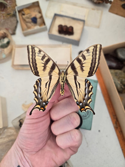 Tiger Swallowtail 'Papilio glaucus', SPREAD or UNSPREAD