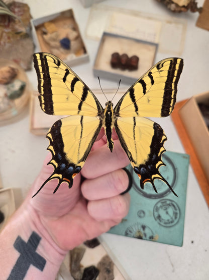 Two-Tailed Swallowtail 'Papilio multicaudata', SPREAD or UNSPREAD