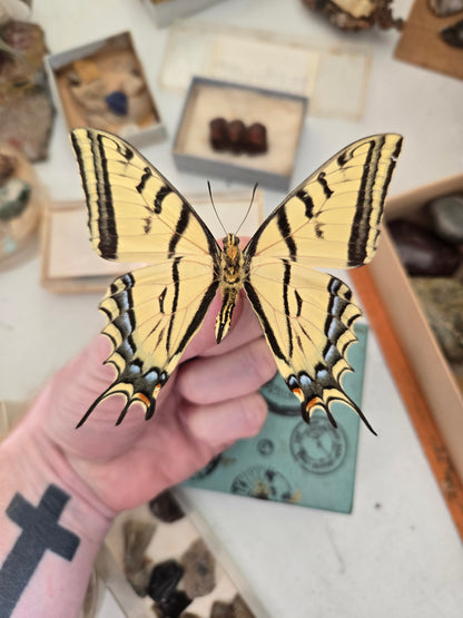 Two-Tailed Swallowtail 'Papilio multicaudata', SPREAD or UNSPREAD