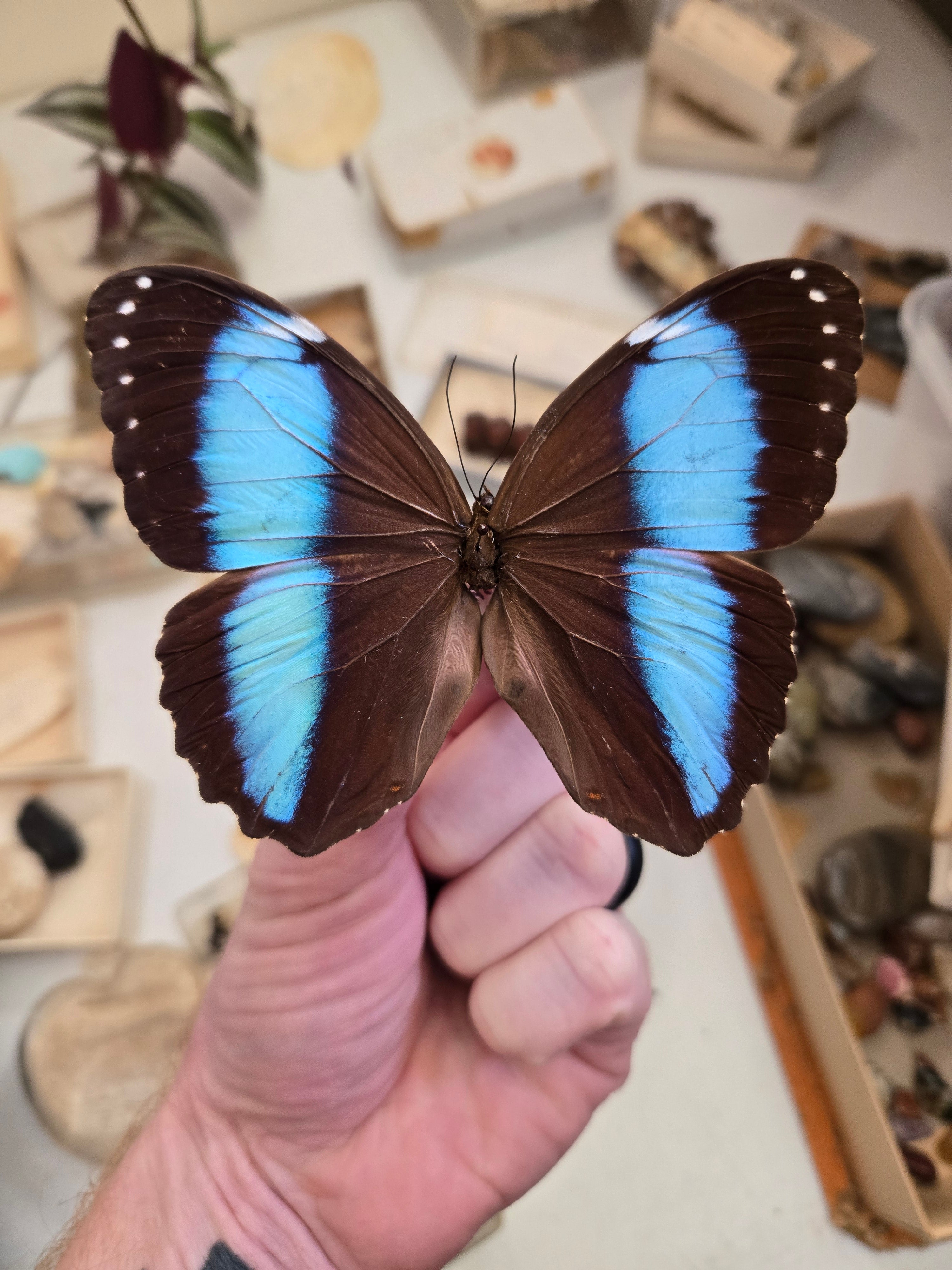 Morpho achilles, Blue-Banded Morpho, UNSPREAD – The Little