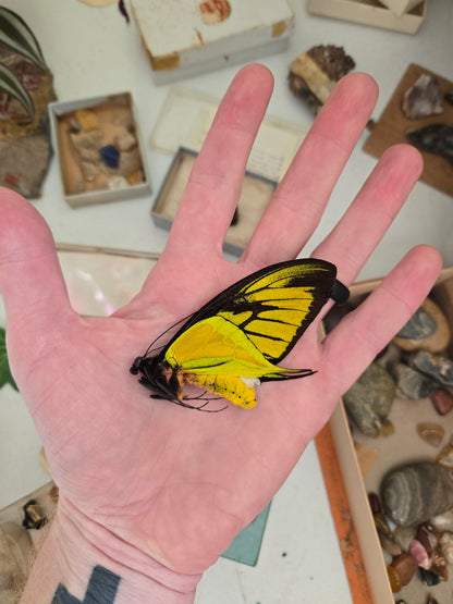 Extremely RARE! Ornithoptera paradisea arfakensis, Male, Real Birdwing Butterfly! Ships from USA!