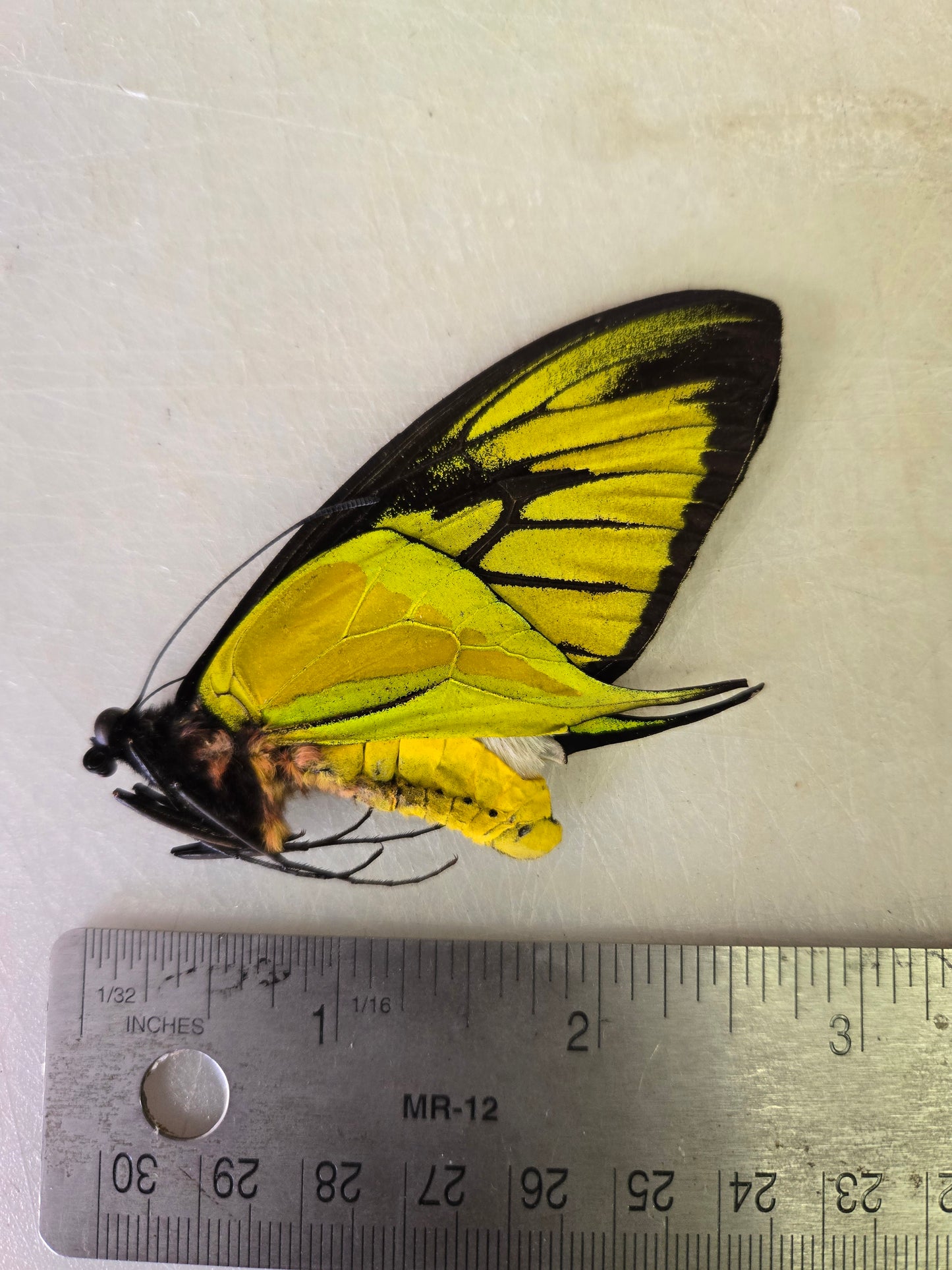 Extremely RARE! Ornithoptera paradisea arfakensis, Male, Real Birdwing Butterfly! Ships from USA!