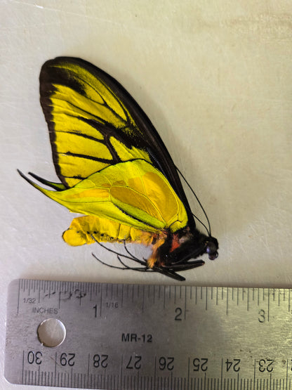 Extremely RARE! Ornithoptera paradisea arfakensis, Male, Real Birdwing Butterfly! Ships from USA!