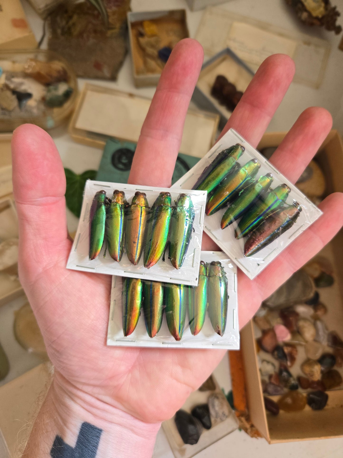 BULK WHOLESALE! Metallic Green Real Beetle, Chrysochroa aurora