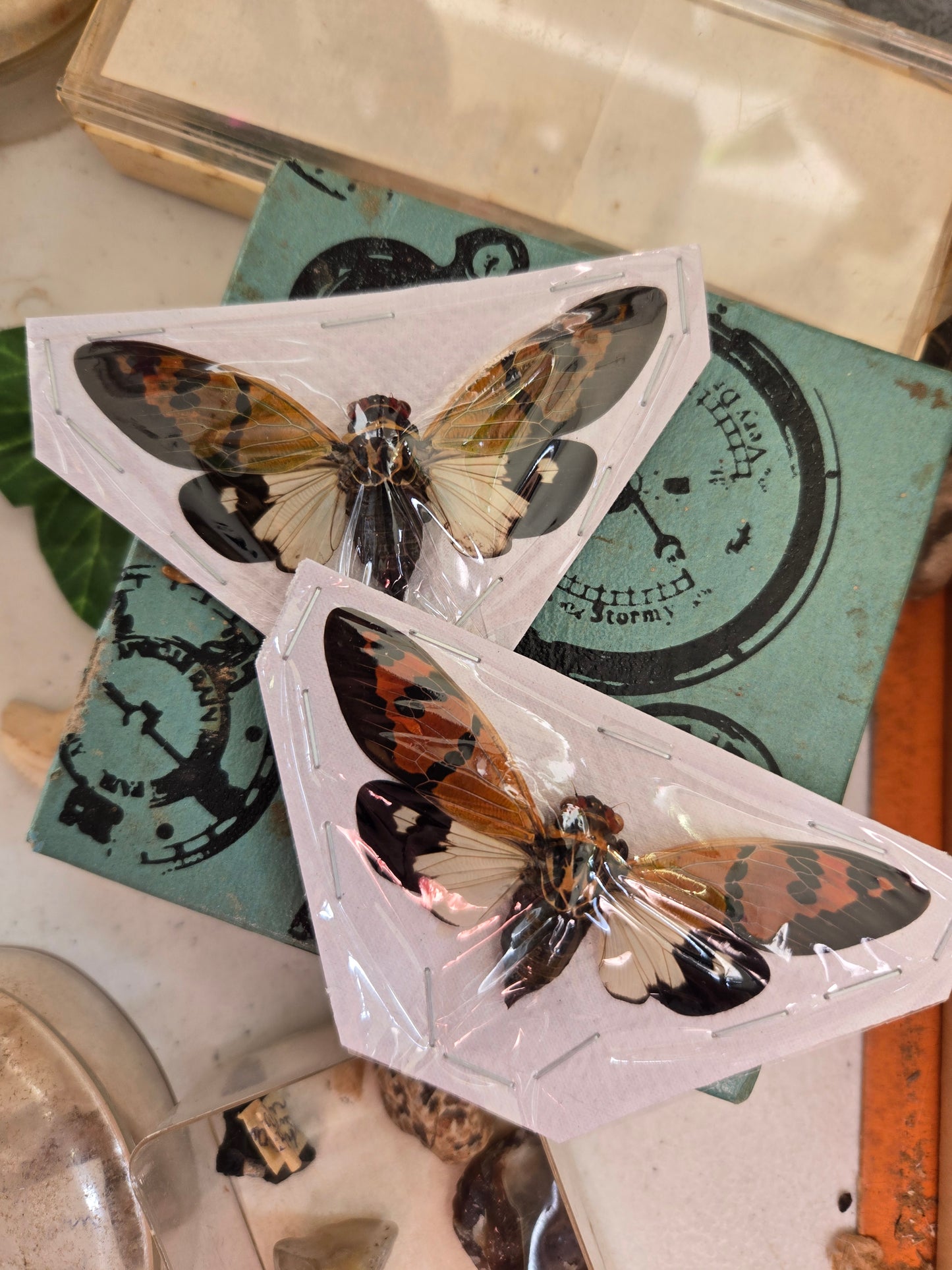 REAL Cicada ‘Gaeana festiva’ White Form WINGS SPREAD OPEN