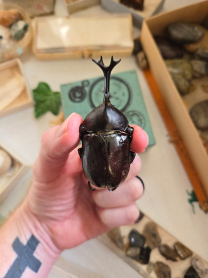 REAL Japanese Rhinoceros Giant Beetle, Allomyrina dichotoma