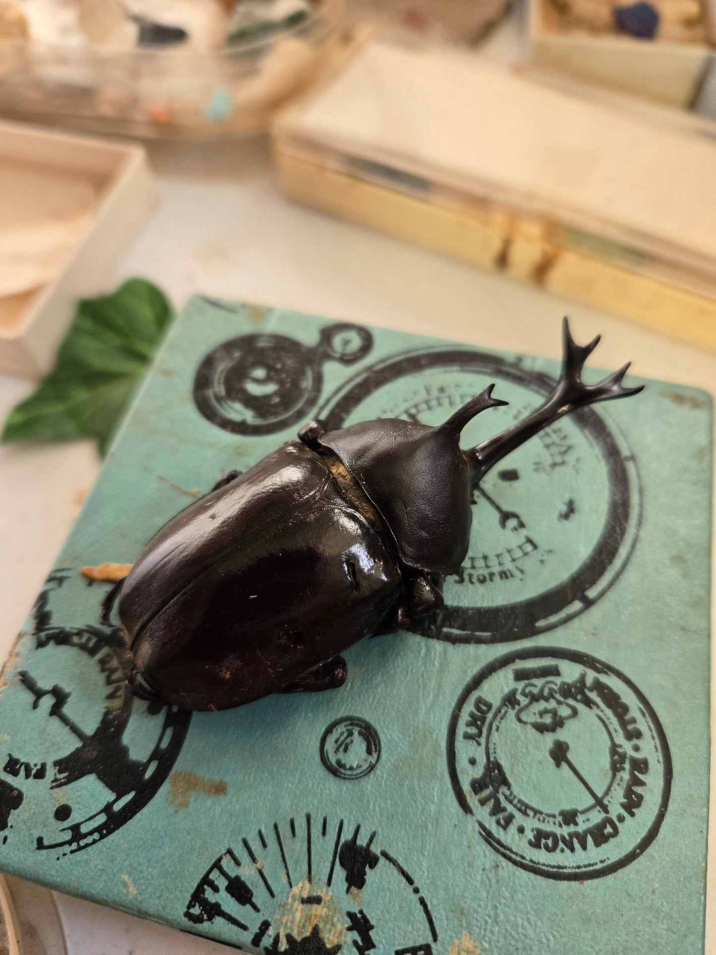 REAL Japanese Rhinoceros Giant Beetle, Allomyrina dichotoma