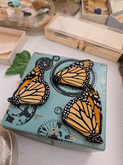 'Natural Death' USA Monarch Butterfly--NO KILL!-- Sustainably + Ethically Sourced! 'Danaus plexippus'