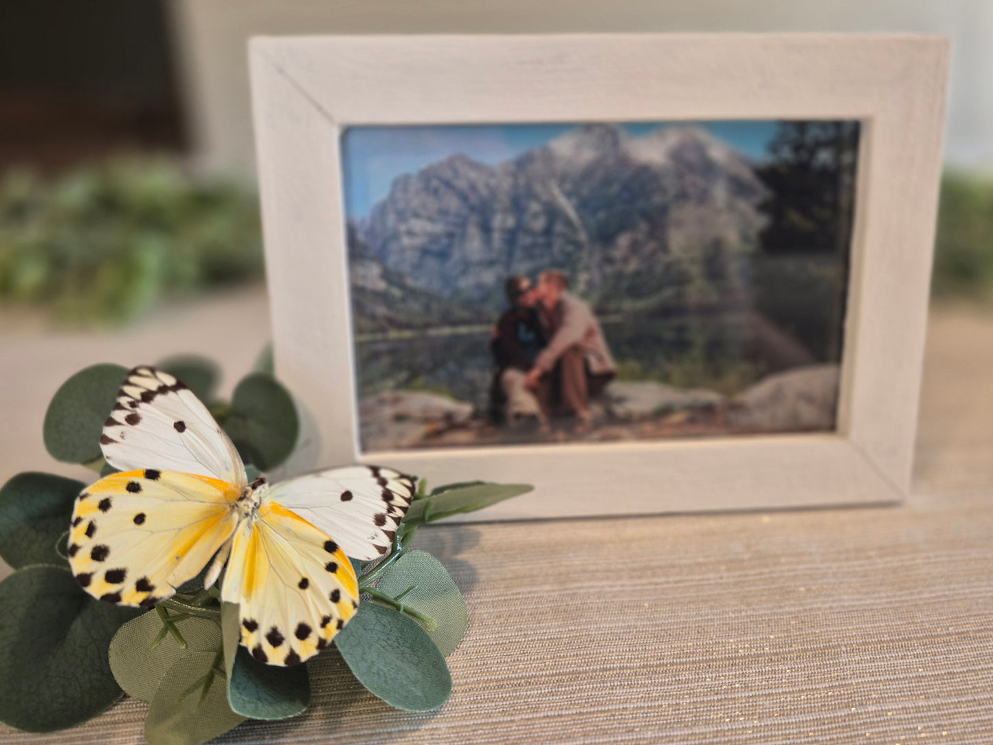 Real spread butterflies for weddings or special events