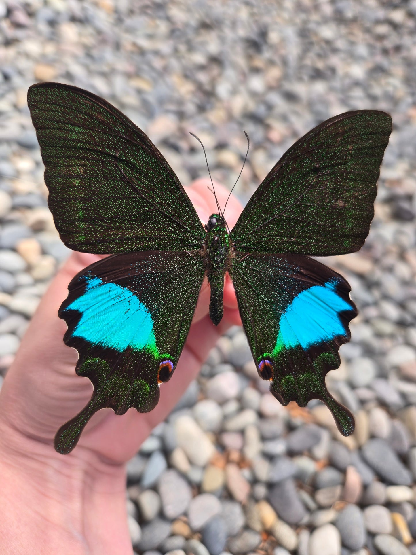 Papilio karna, Jungle Jade Swallowtail A1/A1-