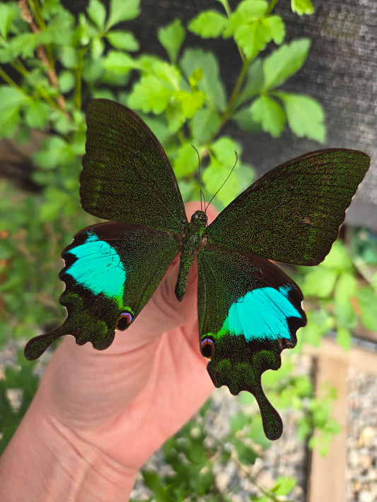 Papilio karna, Jungle Jade Swallowtail A1/A1-
