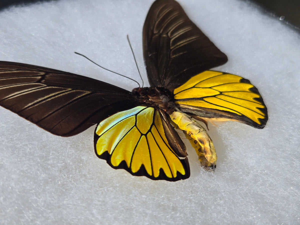 Framed Troides magellanus Iridescent BIRDWING PAIR