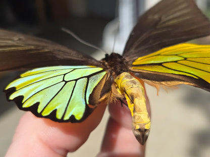 Framed Troides magellanus Iridescent BIRDWING PAIR