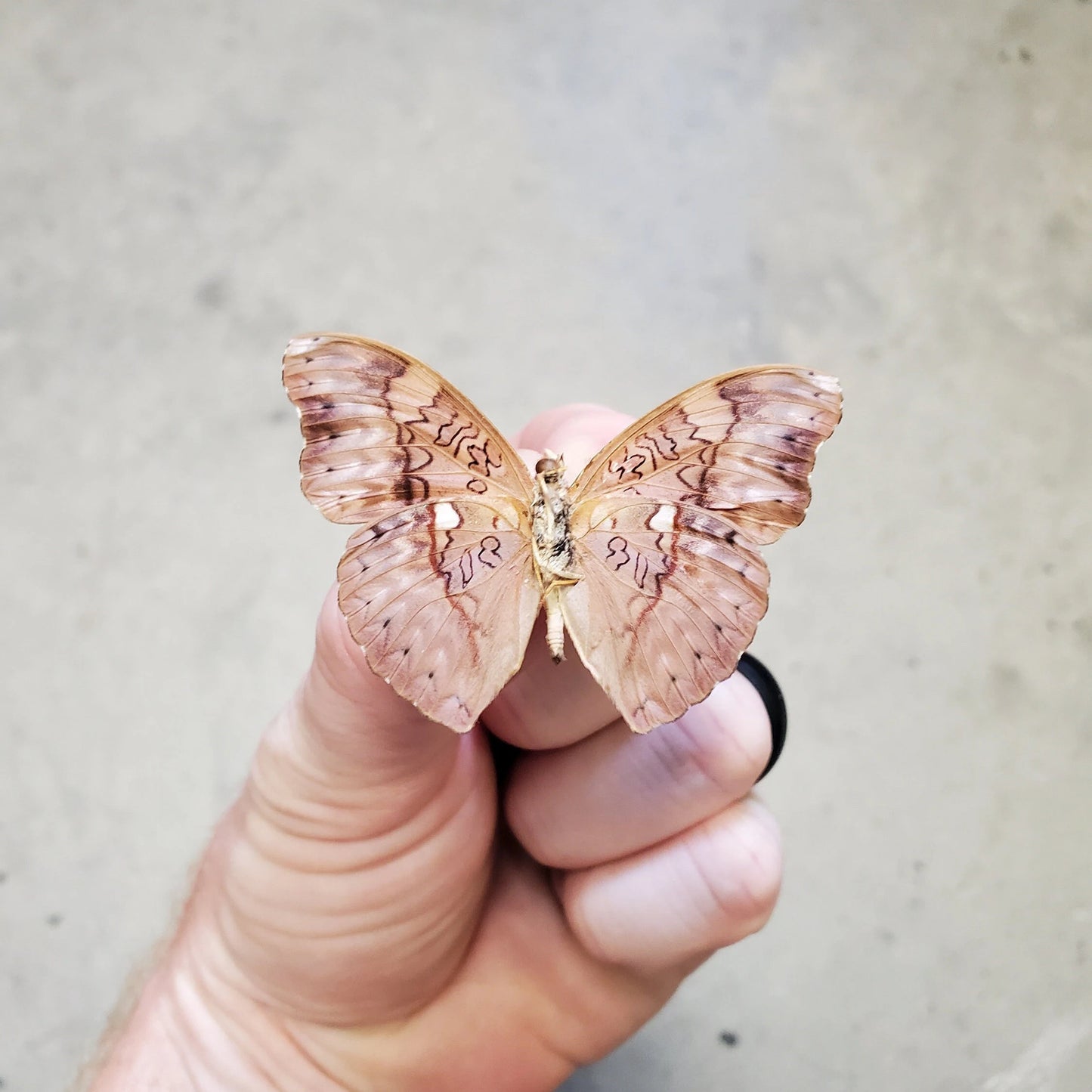 Scalloped Red Glider Butterfly 'Cymothoe excelsa' Unspread