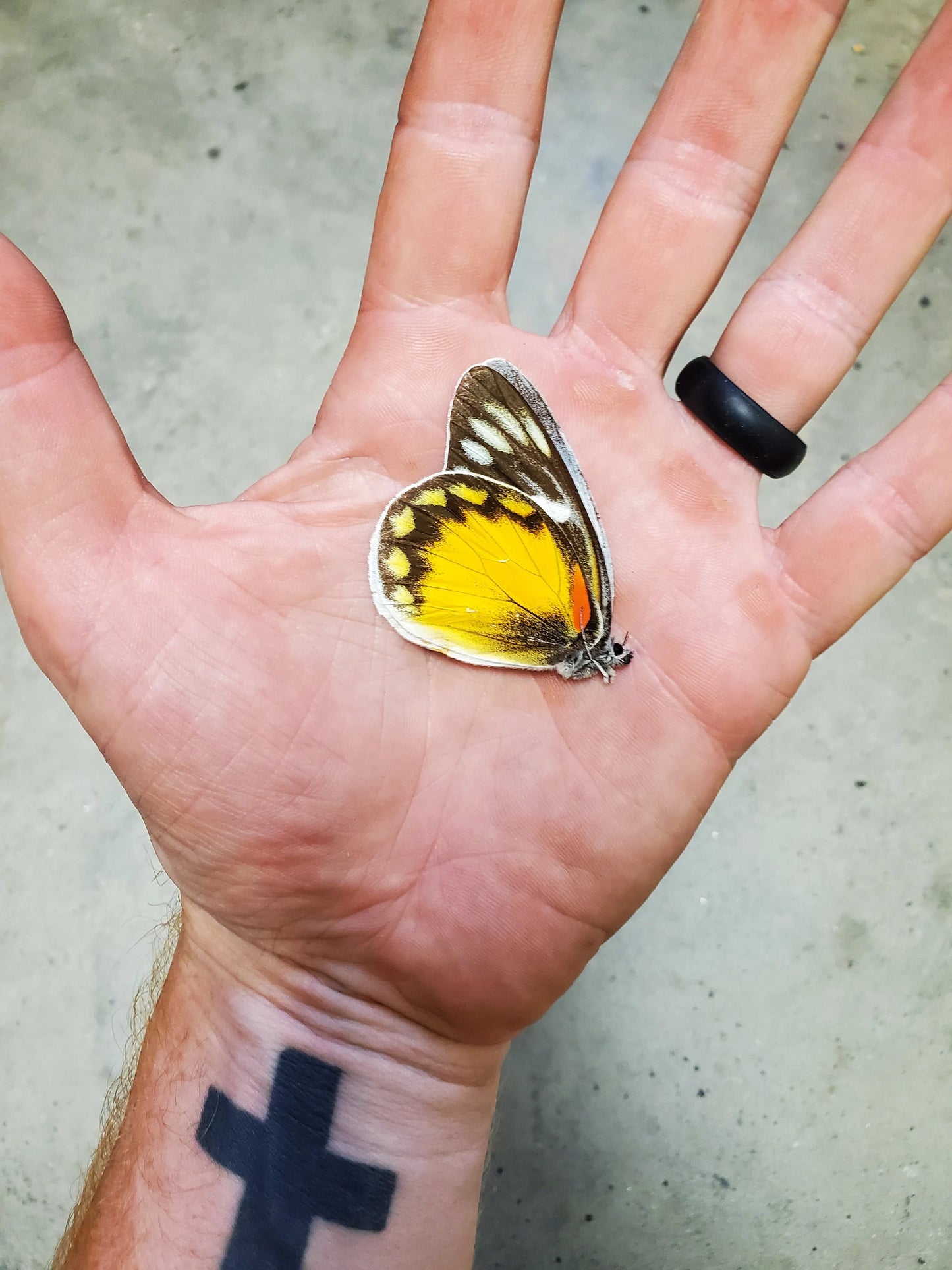 Jezebel Butterfly 'Delias eumolpe' Unspread