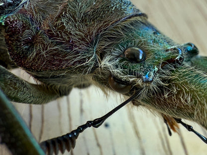 Four Eyed Stag Beetle 'Sphaenognathus feisthamelii' Unspread