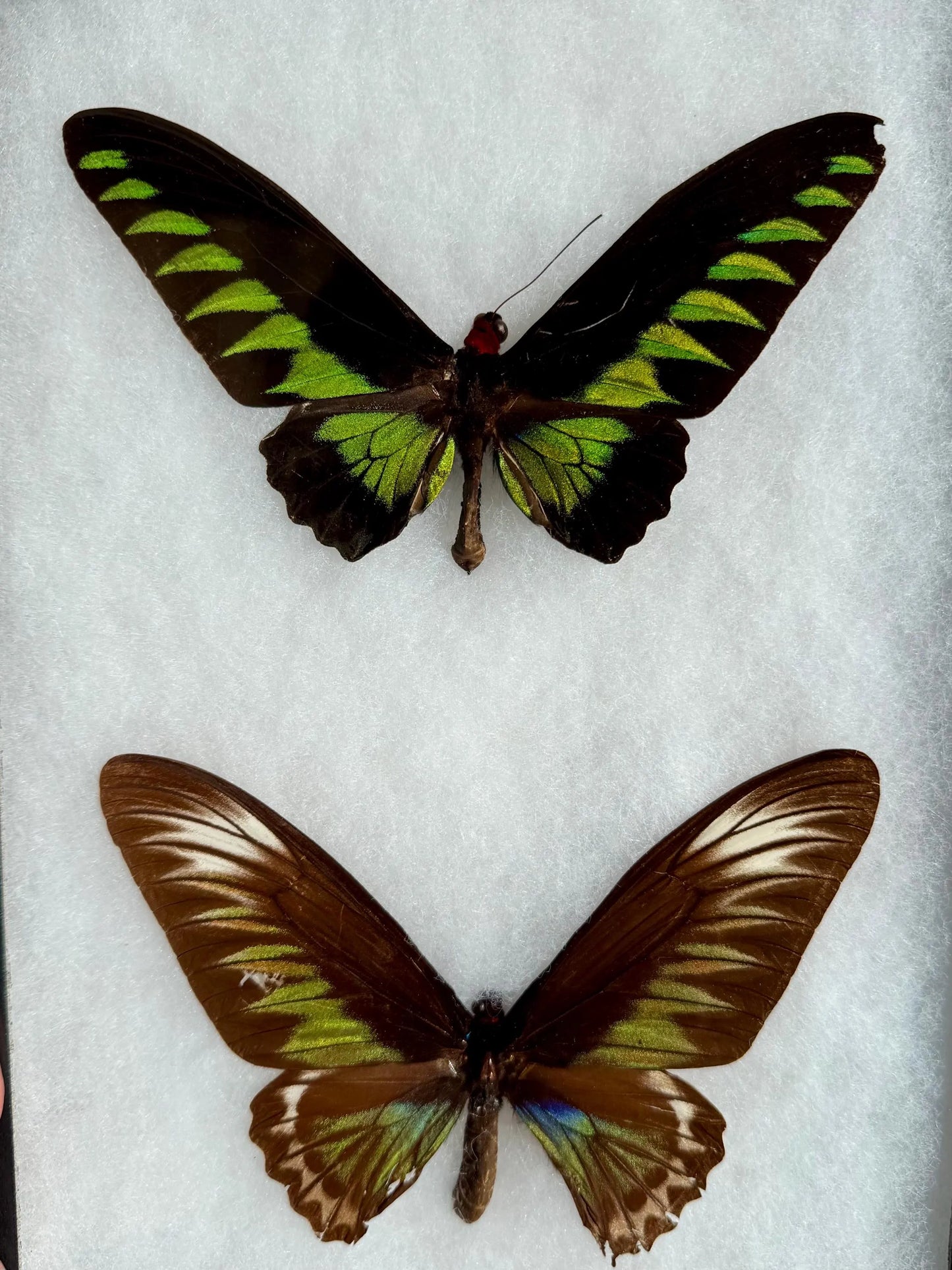 Rajah Brooke’s Birdwing SPREAD and Framed Butterfly Male and Female Pair Trogonoptra brookiana albescens