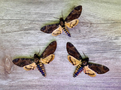 SPREAD Death's Head Hawkmoth 'Acherontia styx' Wings Spread Open SUSTAINABLY SOURCED