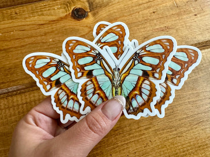 Green Malachite Butterfly Vinyl STICKER 'Siproeta stelenes' LIFE-SIZE, Realistic