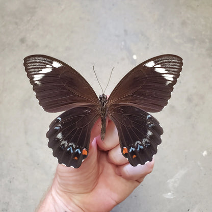 Orchard Swallowtail Butterfly 'Papilio aeageus' Real Black and White Butterfly