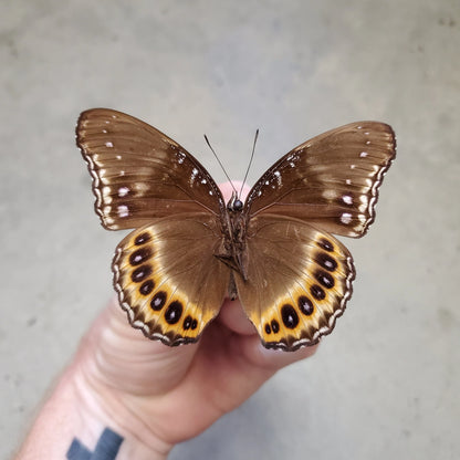 Real Purple Moon Butterfly 'Hypolimnas pandarus' Unspread