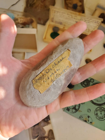 Genuine Double Leaf Imprint Fossil Specimen Real Authentic Fossil and Stone Specimens