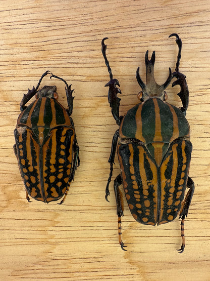 REAL Chelorrhina savagei, African Goliath Beetle Unspread