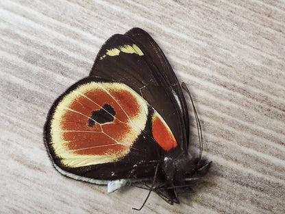 REAL Delias castaneus Butterfly, Papua New Guinea