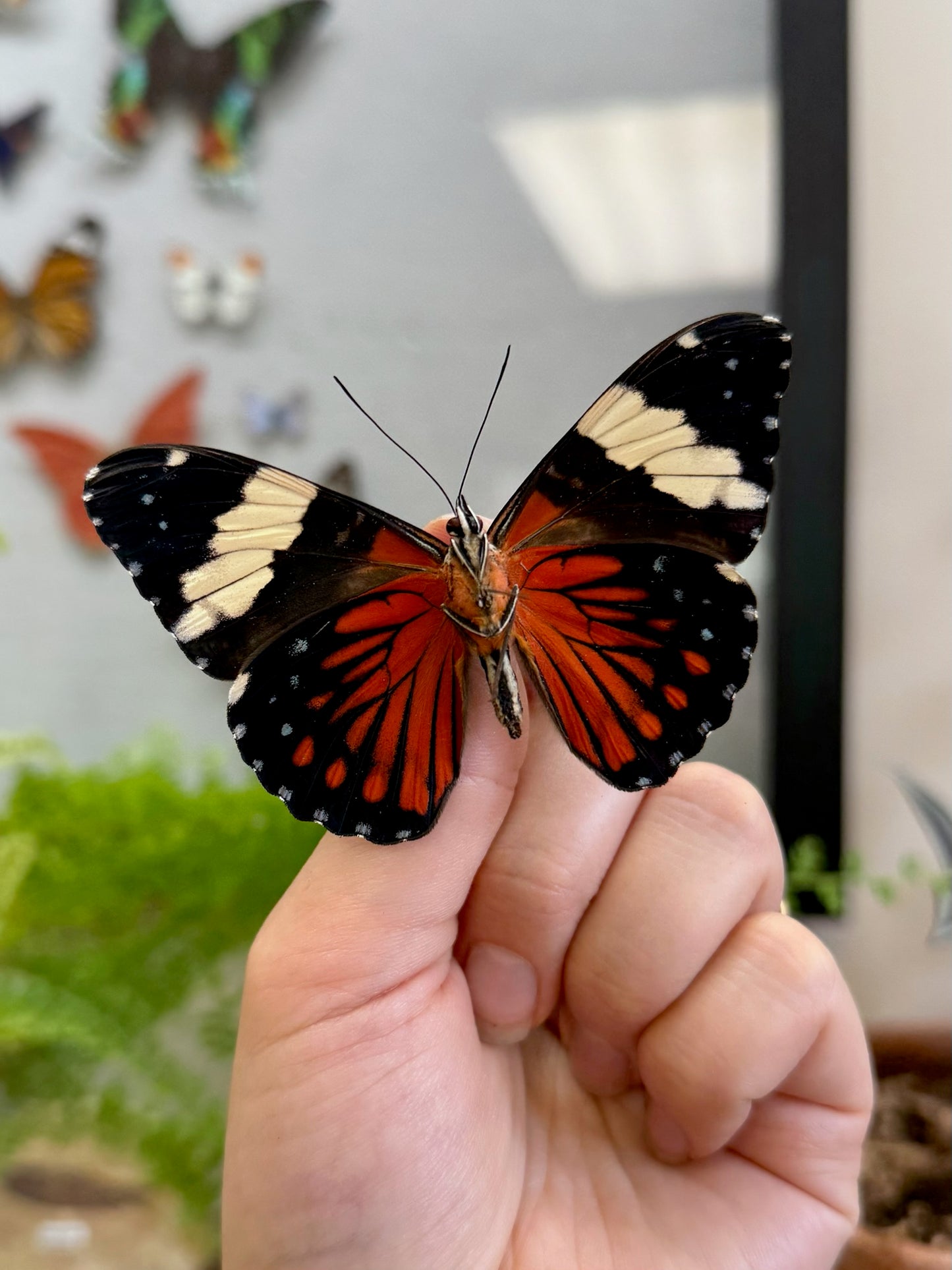 Red Cracker Butterfly 'Hamadryas amphinome'