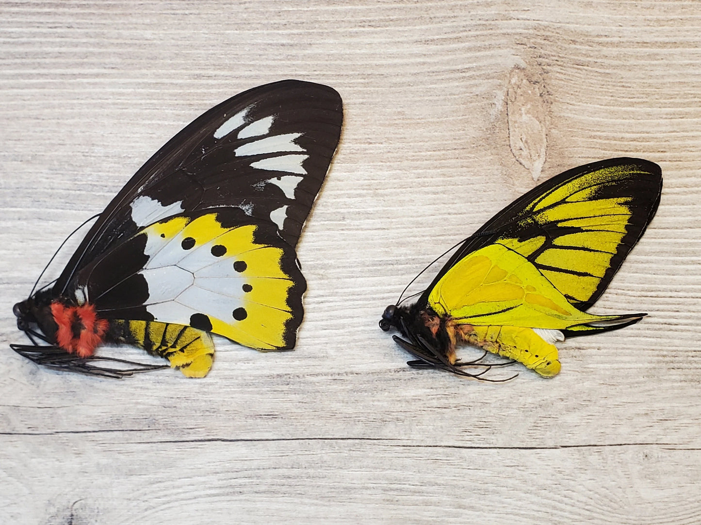 Extremely RARE! Ornithoptera paradesia arfakensis PAIR Male and Female Real Birdwing Butterfly! Ships from USA