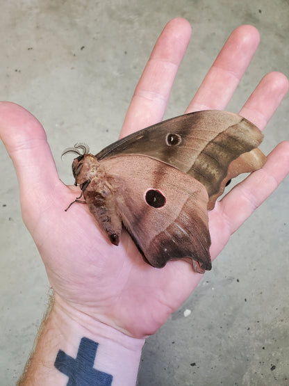 REAL Pink Bullseye Saturn Moth  'Pseudimbrasia deyrollei' BIG Unspread A-