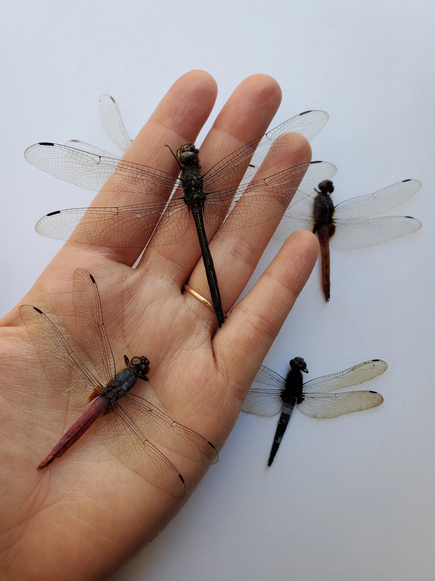 Mixed Clearwing Dragonflies SPREAD Insects!