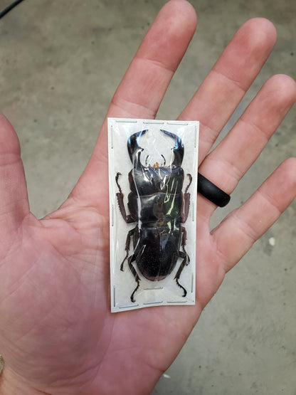 HUGE Stag Beetle 'Dorcus bucephalus' Real Cool Weird Insect! Wings Closed