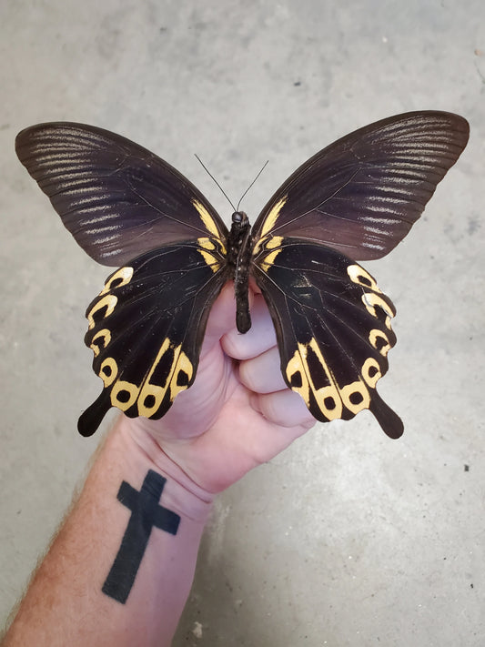 BIG! Swallowtail Butterfly 'Papilio deiphobus' Real, unmounted