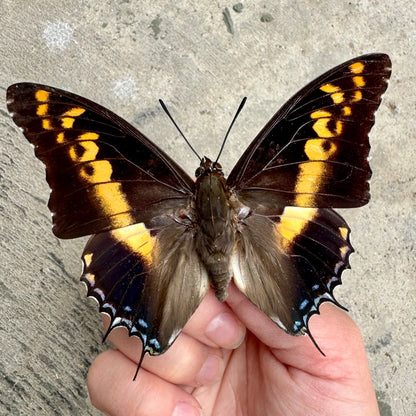 Giant Emperor Butterfly 'Charaxes castor' Unspread