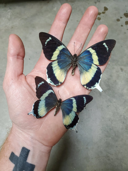 Extremely RARE! Papilio laglaizei, real butterfly, unmounted