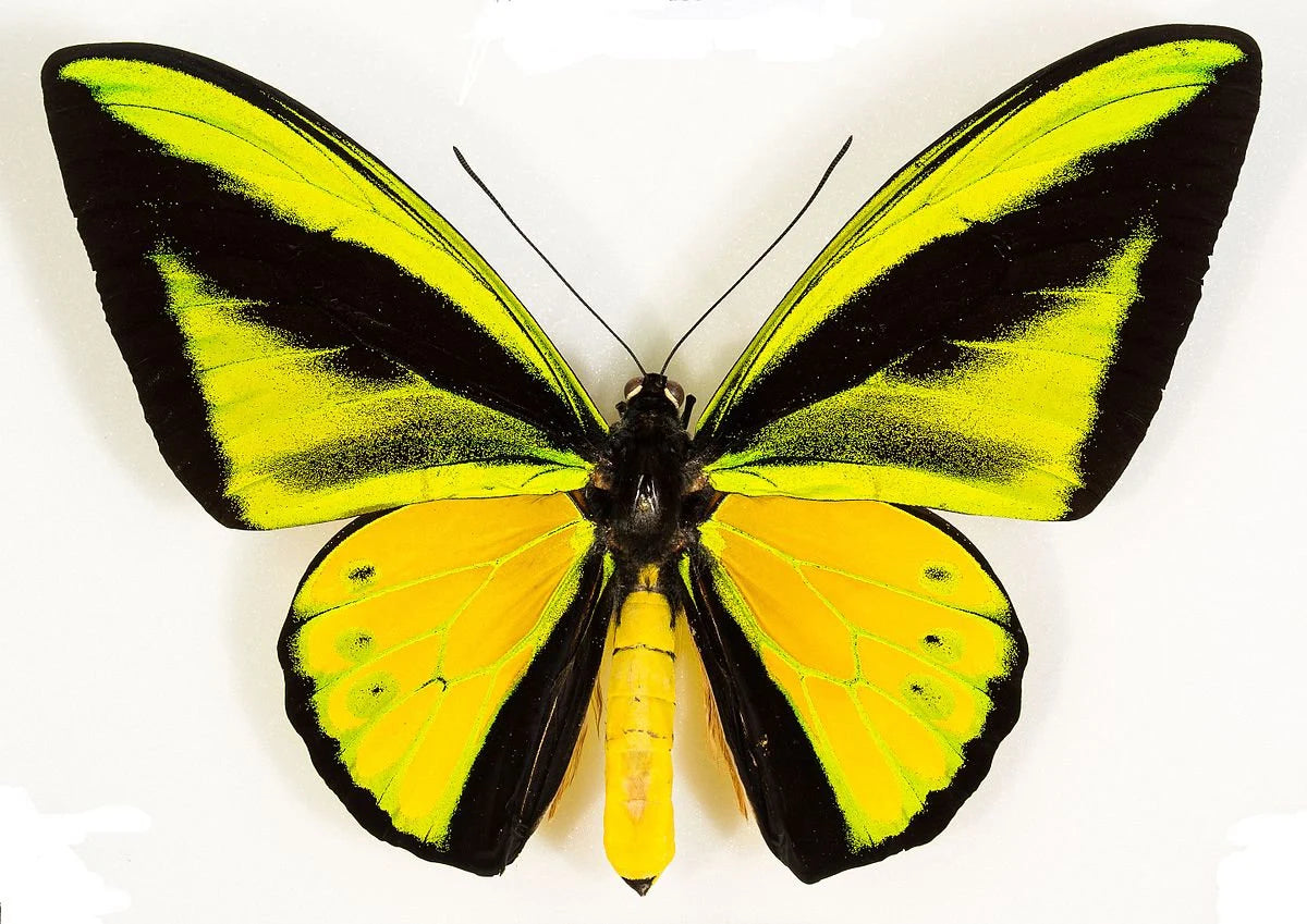 Giant Birdwing Butterfly! 'Ornithoptera goliath' Male and Female Pair, Ships from USA