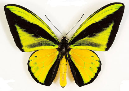 Giant Birdwing Butterfly! 'Ornithoptera goliath' Male and Female Pair, Ships from USA