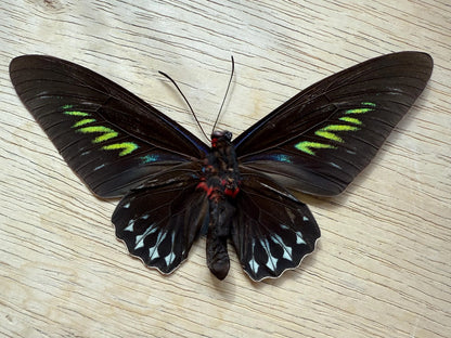 Rajah Brooke’s Birdwing SPREAD Butterfly Trogonoptra brookiana albescens (not framed) A2