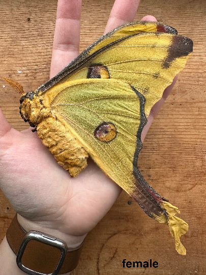 Argema mittrei Madagascar Comet Moth Male HUGE LUNA Unspread