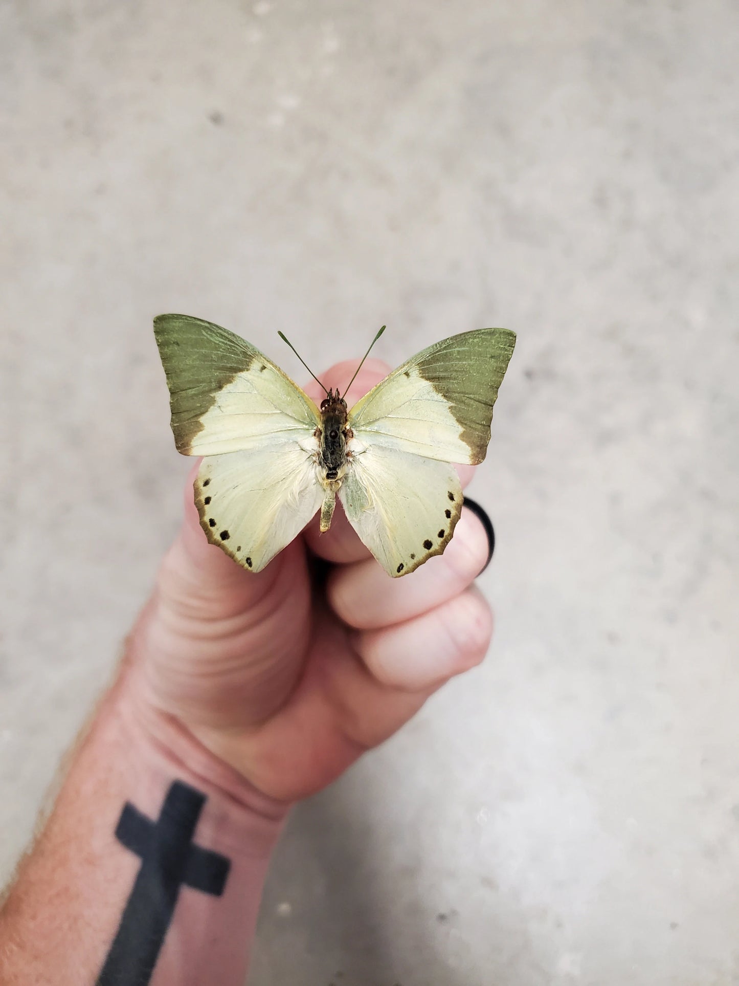 REAL Green Butterfly 'Charaxes eupale'