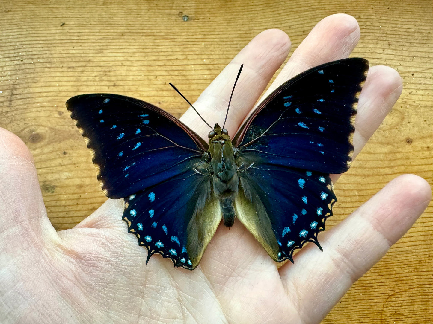 REAL Charaxes tiridates STARRY NIGHT Butterfly Blue Africa