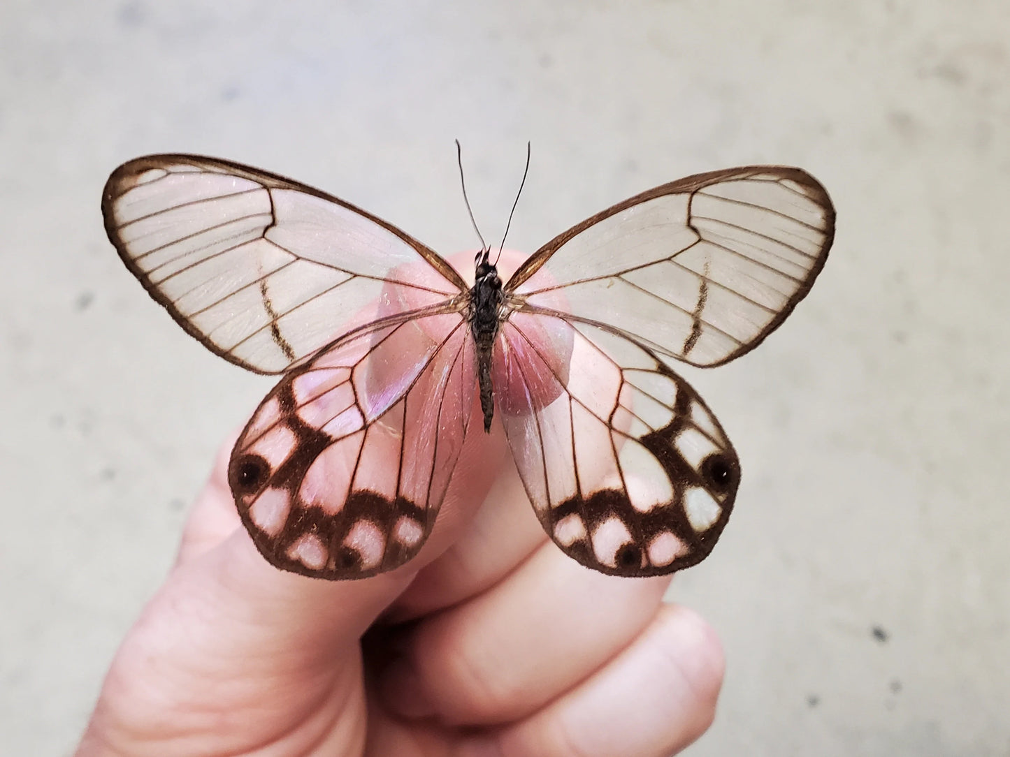 Clearwing Butterfly 'Haetera hypaesia' Male Unspread