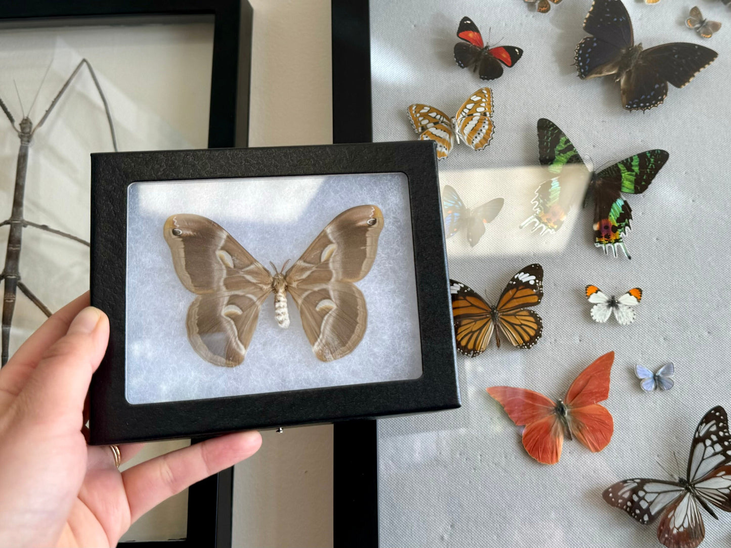 REAL Eri Silkmoth 'Samia ricini' SPREAD and FRAMED Moth