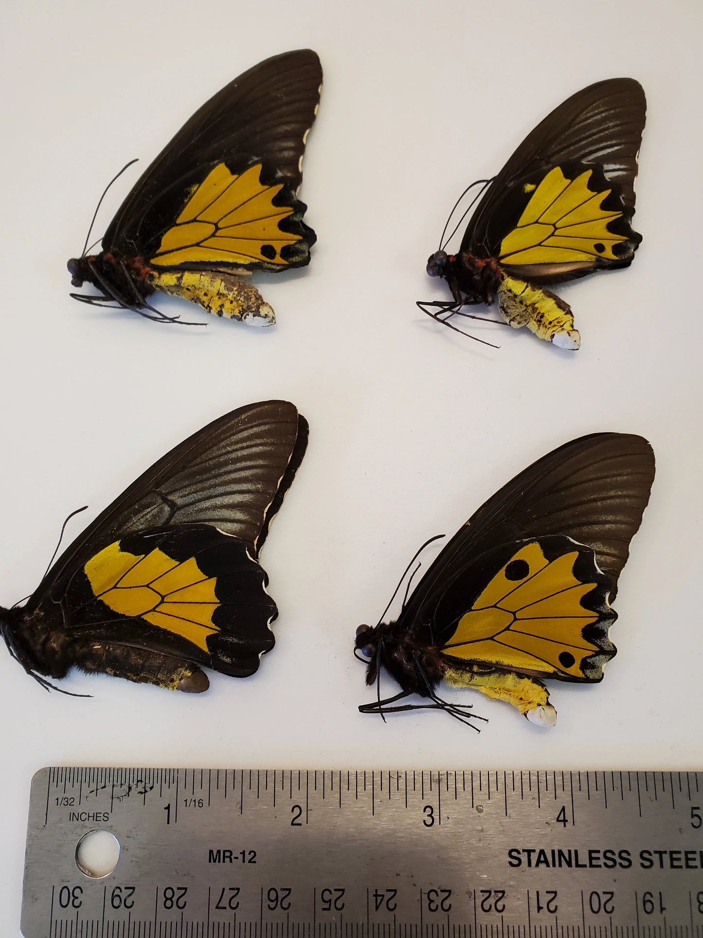 Set of 4 Troides Birdwing Butterflies