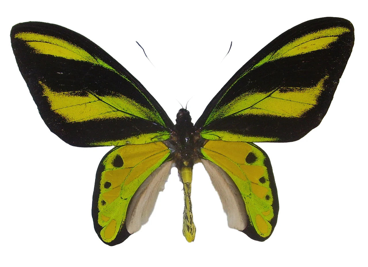 RARE! Birdwing Butterfly! 'Ornithoptera tithonus misresiana' Male and Female Pair, Ships from USA!