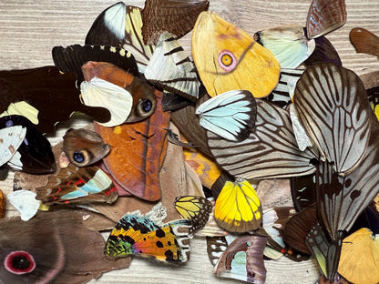 Mixed Lot of DAMAGED Tropical Butterfly Wings Craft Grade REAL 25 Wings