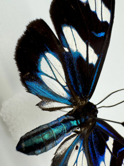 REAL Blue moth, Metallic Miliona species, unmounted