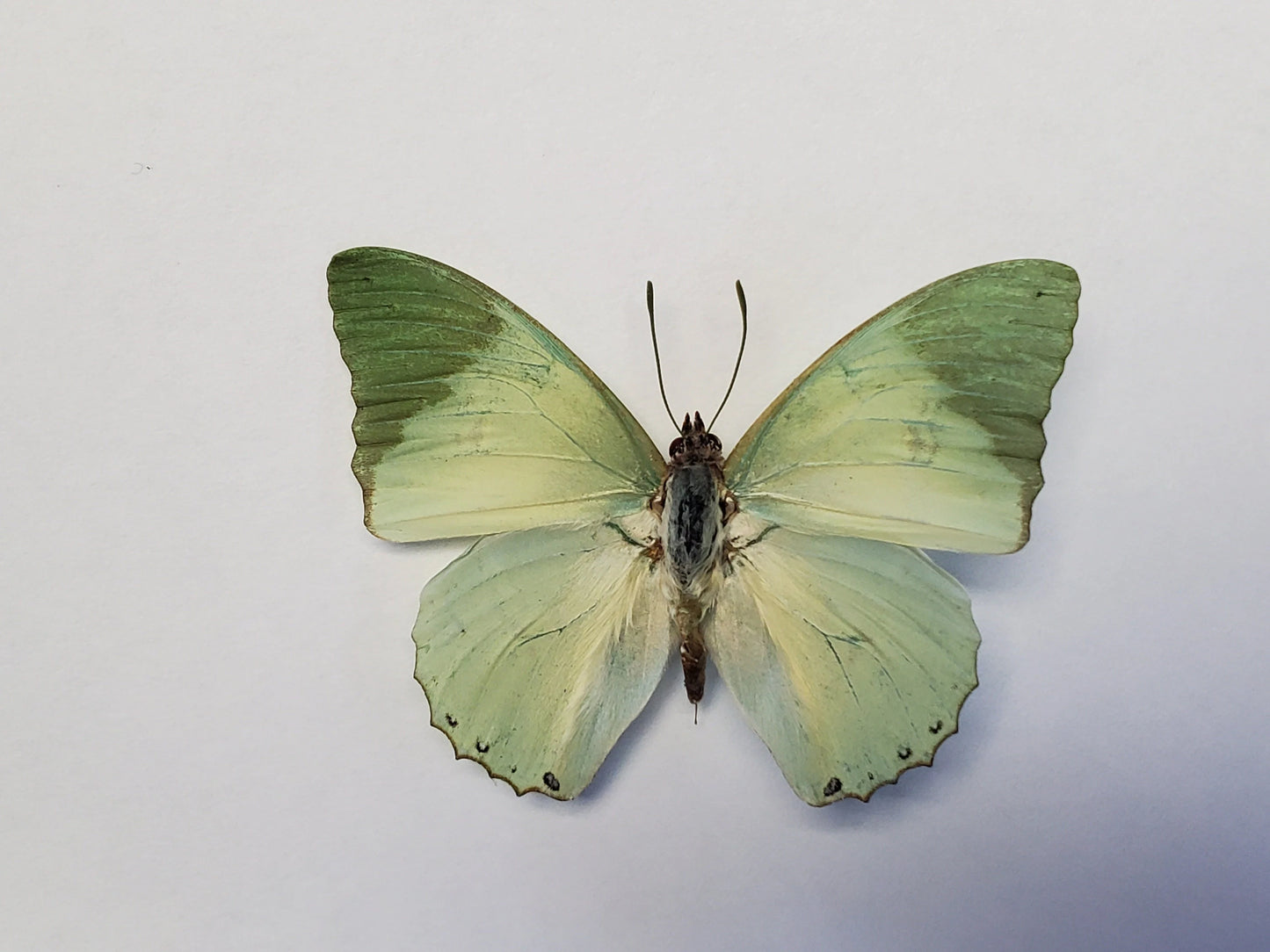 REAL Green African Butterfly 'Charaxes subornatus' WEIRD Colors!