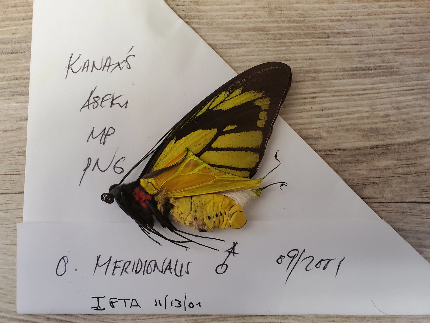 EXTREMELY RARE! Birdwing Butterfly 'Ornithoptera meridionalis' PAIR Male and Female Unspread